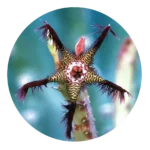 Caralluma Fimbriata