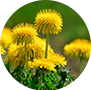 Dandelion Extract