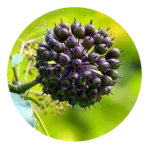 Eleuthero Extract