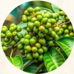 Griffonia Simplicifolia