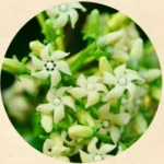 Gymnema Sylvestre