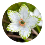 Salacia Oblonga Extract