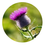 St Mary’s Thistle