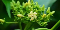 Gymnema-Sylvestre